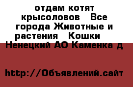 отдам котят крысоловов - Все города Животные и растения » Кошки   . Ненецкий АО,Каменка д.